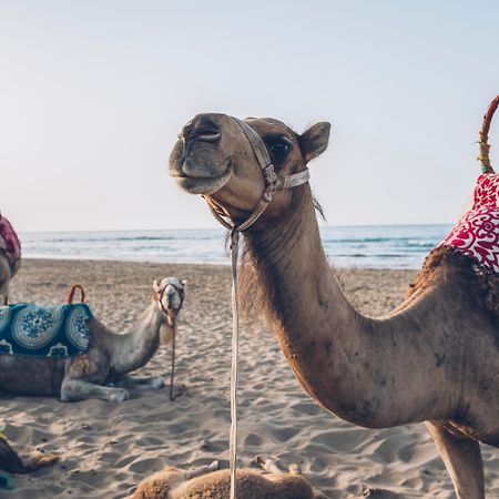 ホテル イベロスター サイディア エクステリア 写真 Arabian camels on the beach in Agadir, Morocco