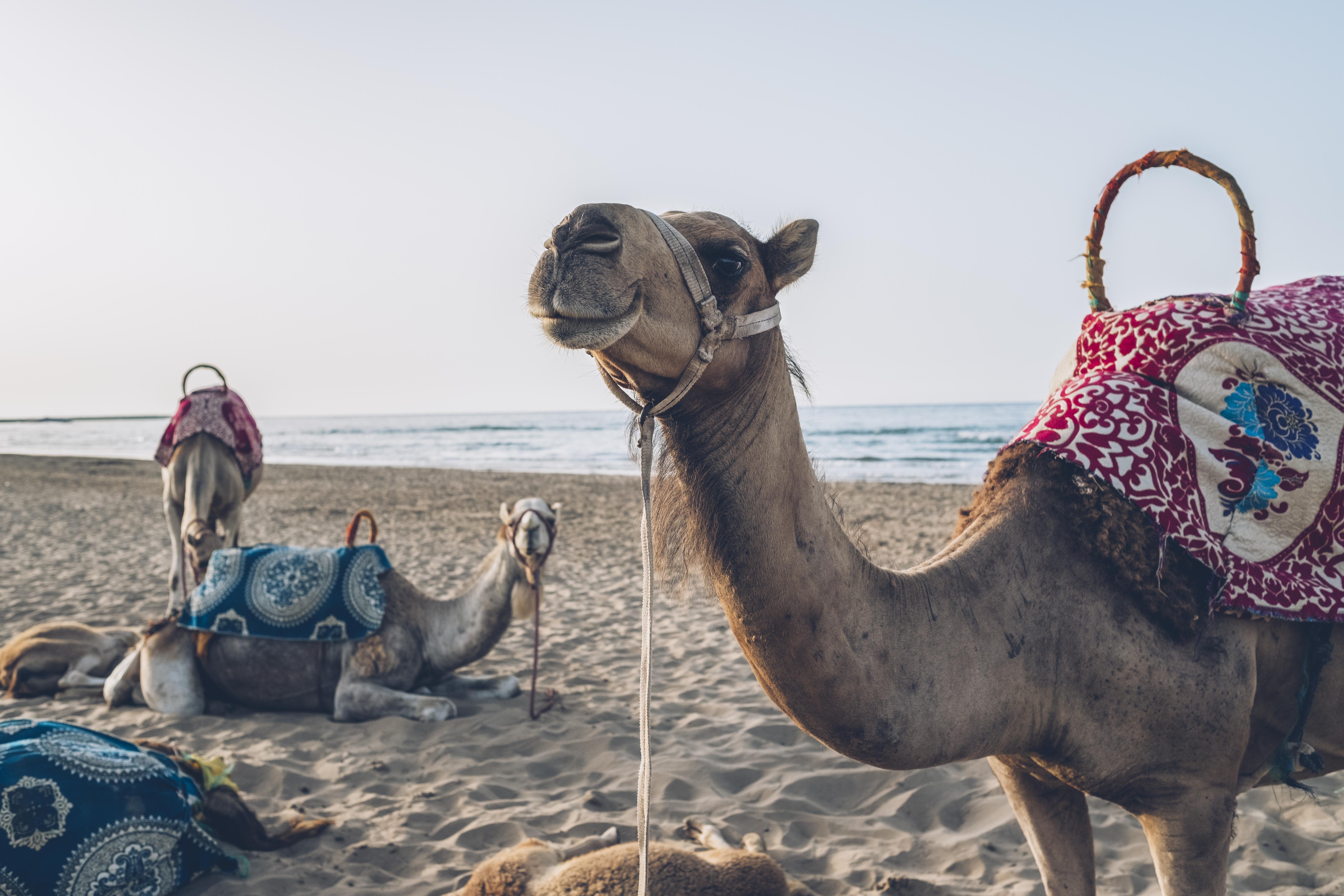 ホテル イベロスター サイディア エクステリア 写真 Arabian camels on the beach in Agadir, Morocco